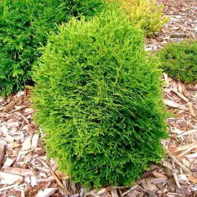 Туя ВОТЕРФИЛД западная в Светлогорске