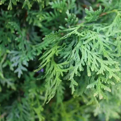 Туя ПИРАМИДАЛИС КОМПАКТА западная в Светлогорске