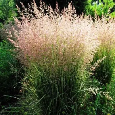 Молиния ФОНТЕЙН тростниковая в Светлогорске