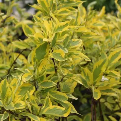 Дерен ШПЕТА белый в Светлогорске