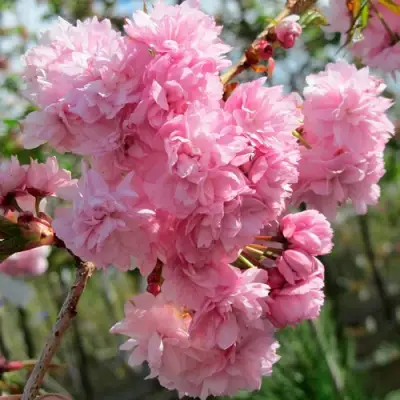 Сакура КИКУ ШИДАРЕ в Светлогорске