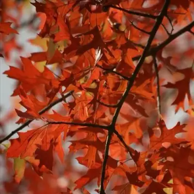 Дуб болотный в Светлогорске