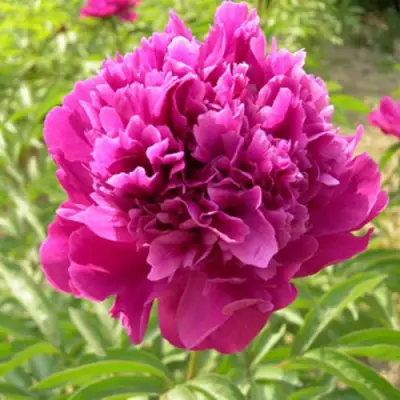 Пион КИТАЙСКИЙ ШЕЛК травянистый в Светлогорске