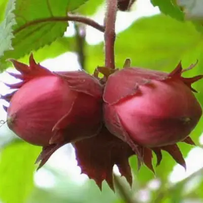 Фундук АЙВЕНГО в Светлогорске