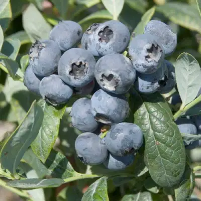 Голубика БРИГИТТА в Светлогорске