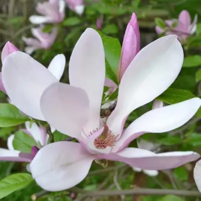 Магнолия ДЖОРДЖ ГЕНРИ КЕРН в Светлогорске