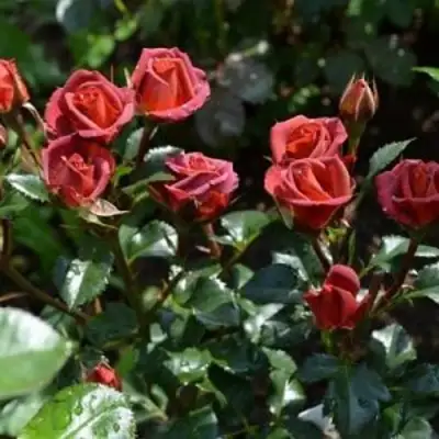 Роза ЧОКОЧИНО спрей в Светлогорске