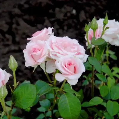 Роза ФЛАМИНГО чайно-гибридная в Светлогорске