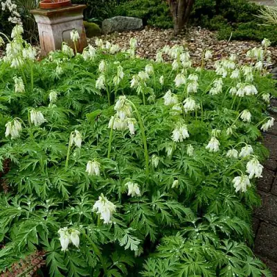 Дицентра красивая АВРОРА в Светлогорске