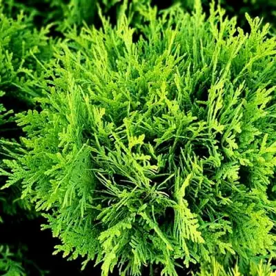 Туя ДАНИКА западная в Светлогорске