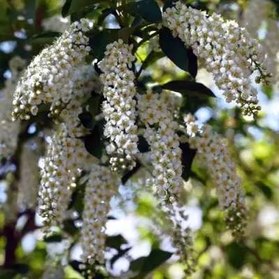 Черемуха виргинская ШУБЕРТ в Светлогорске