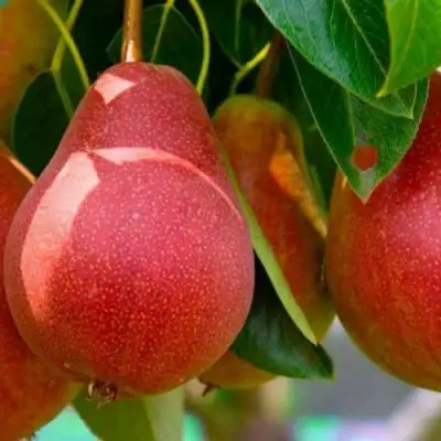 Груша ГЕРА в Светлогорске