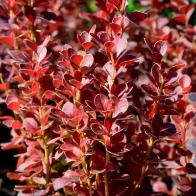 Барбарис ВУЛКАНО тунберга в Светлогорске