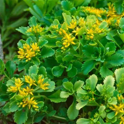 Очиток (седум) ИММЕРГРУН камчатский в Светлогорске