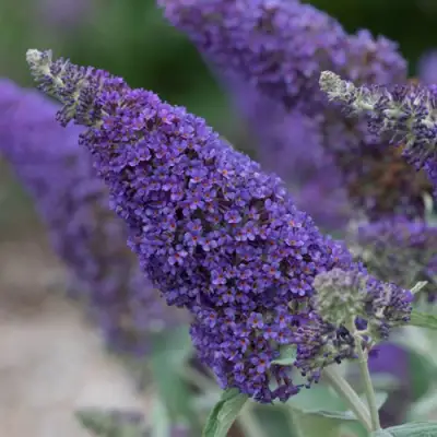 Буддлея НАНО ПЕРПЛ  в Светлогорске