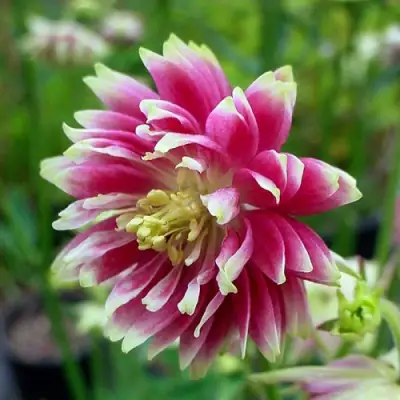 Аквилегия БАРЛОУ НОРА гибрид МакКаны в Светлогорске