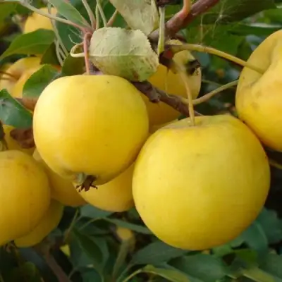 Яблоня УРАЛЬСКОЕ НАЛИВНОЕ в Светлогорске