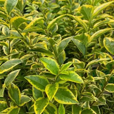 Бирючина АУРЕУМ овальнолистная в Светлогорске