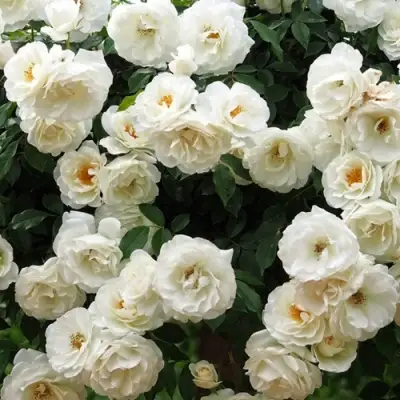 Роза АЙСБЕРГ флорибунда в Светлогорске