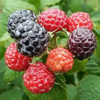 Малина БРИСТОЛЬ в Светлогорске