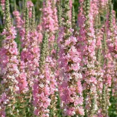 Дербенник БЛАШ иволистный в Светлогорске