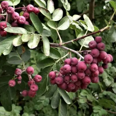 Рябина ДЕСЕРТНАЯ МИЧУРИНА сладкоплодная в Светлогорске