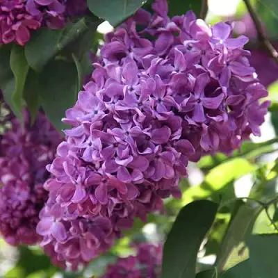 Сирень КАПИТАН ГАСТЕЛЛО в Светлогорске