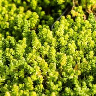 Очиток (седум) ЙЕЛЛОУ КВИН едкий в Светлогорске