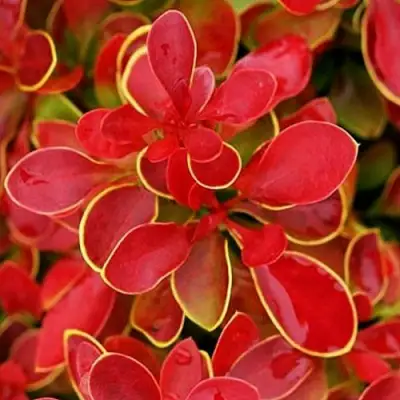 Барбарис КОРАЛ тунберга в Светлогорске