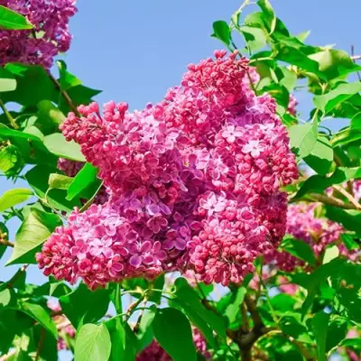 Сирень КРАСНАЯ МОСКВА в Светлогорске