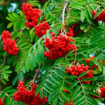 Рябина ПЛАКУЧАЯ сладкоплодная в Светлогорске