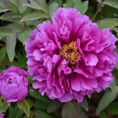 Пион ЛИЛОВАЯ ФАНТАЗИЯ древовидный в Светлогорске