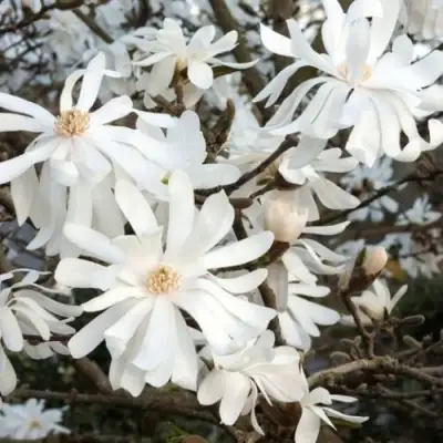 Магнолия РОЯЛ СТАР в Светлогорске