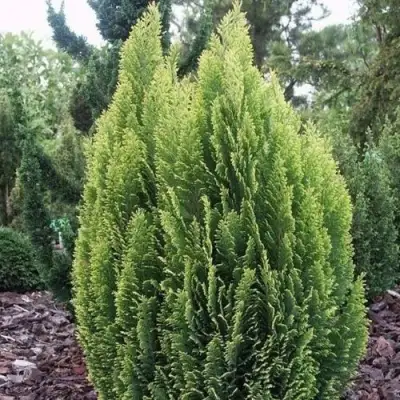 Кипарисовик ЭЛВУДИ ЭМПАЙР лавсона в Светлогорске