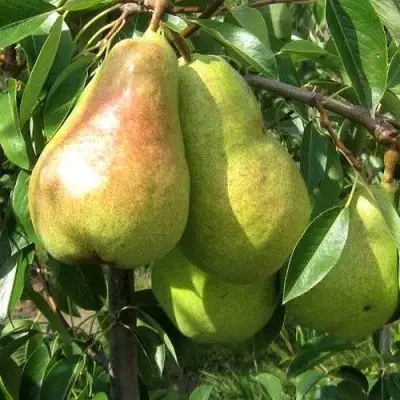 Груша БЕРЕ ЛЮКА в Светлогорске