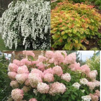 Комплект ФЕЙЕРВЕРК ЛЕТА в Светлогорске