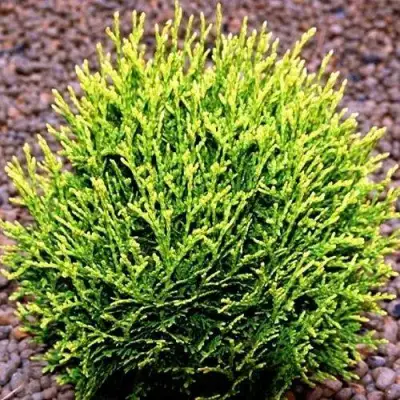 Туя ВОТЕРФИЛД западная в Светлогорске