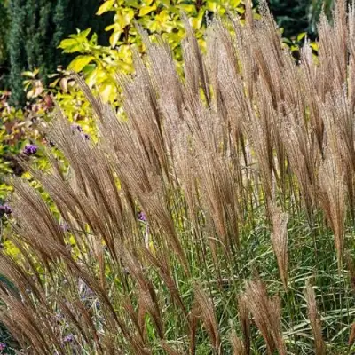 Мискантус КЛЯЙН СИЛЬБЕРСПАЙН китайский  в Светлогорске