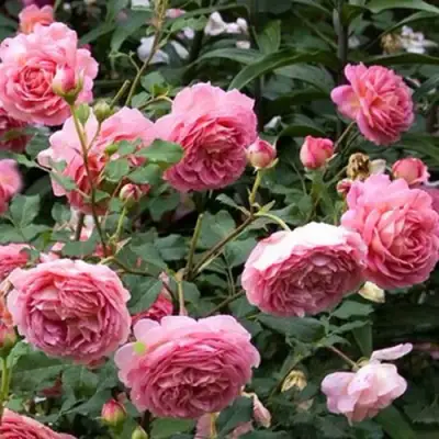 Роза ДЖУБИЛИ СЕЛЕБРЕЙШН английская в Светлогорске