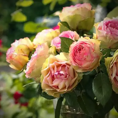 Роза ПИТАХАЙЯ чайно-гибридная в Светлогорске