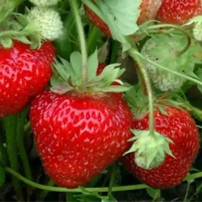 Клубника КОРОНА в Светлогорске