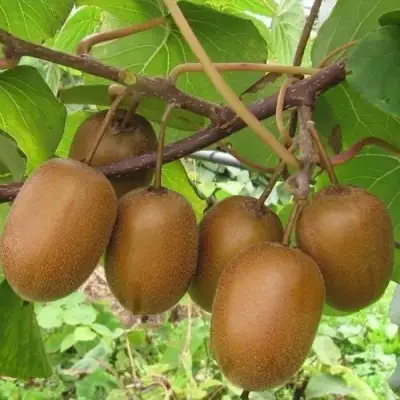 Актинидия ХЕЙВАРД киви в Светлогорске