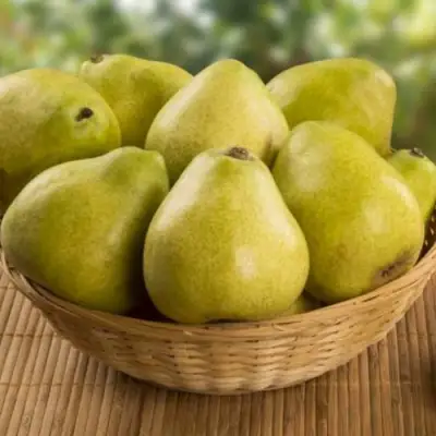 Груша ВИЛИЯ в Светлогорске