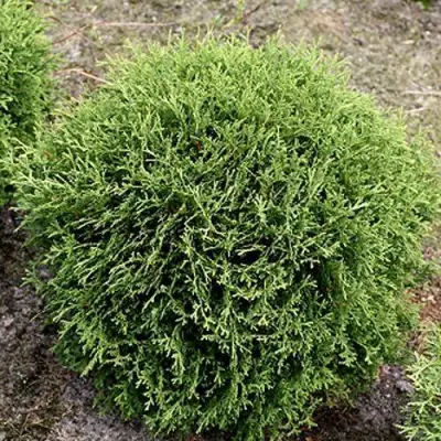 Туя ТИНИ ТИМ западная в Светлогорске