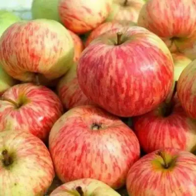 Яблоня РАНЕТКА (КОРОБОВКА) в Светлогорске