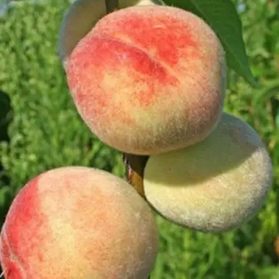 Персик ДОНЕЦКИЙ БЕЛЫЙ в Светлогорске