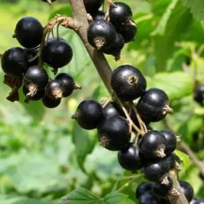 Смородина черная ВОЛОГДА в Светлогорске