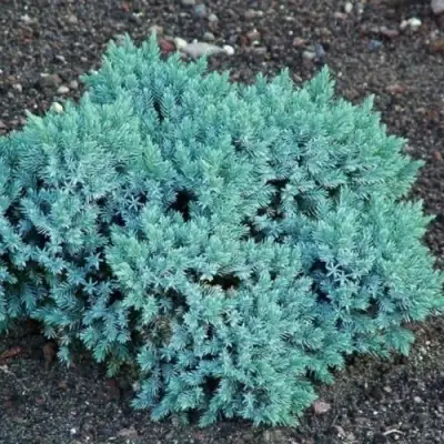 Можжевельник БЛЮ СТАР чешуйчатый в Светлогорске