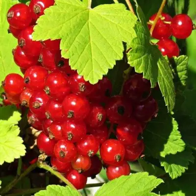 Смородина красная ГАЗЕЛЬ в Светлогорске