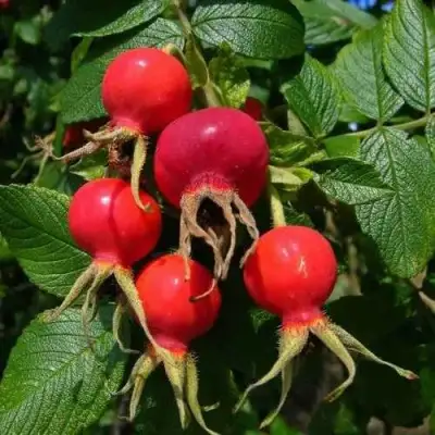 Шиповник ВИТАМИННЫЙ ВНИВИ в Светлогорске